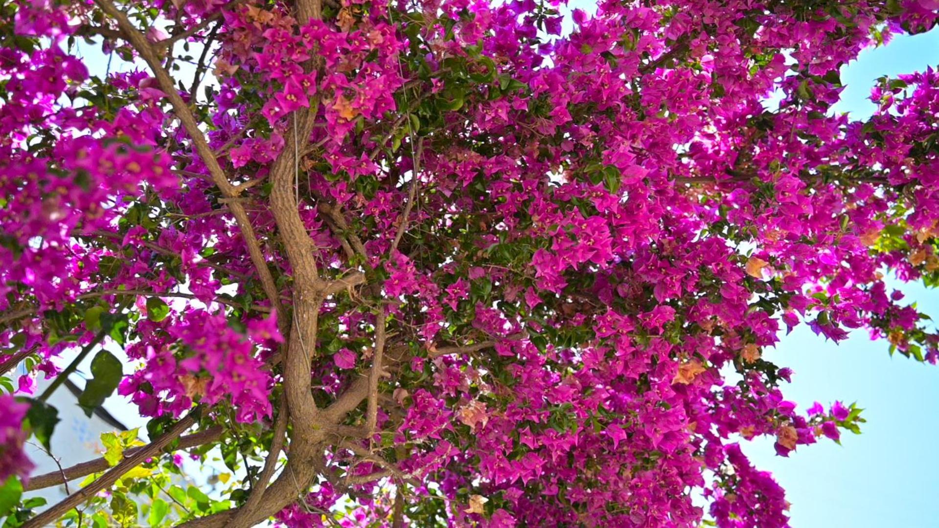 Bougainville Bay Hotel Sarandë Esterno foto Bougainvillea